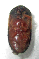 Attagenus rufiventris