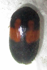 Attagenus rufiventris
