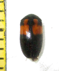 Attagenus rufiventris