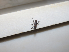 Brachyderes lusitanicus