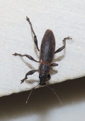 Brachyderes lusitanicus