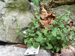 Scutellaria saxatilis