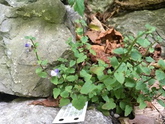 Scutellaria saxatilis