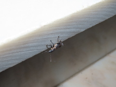 Brachyderes lusitanicus