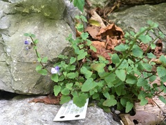 Scutellaria saxatilis