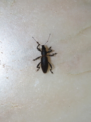 Brachyderes lusitanicus