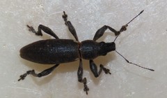 Brachyderes lusitanicus