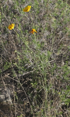 Thelesperma simplicifolium