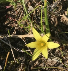 Romulea flava