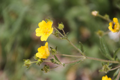 Potentilla pulcherrima
