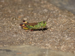 Chorthippus binotatus
