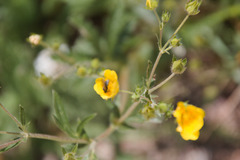 Potentilla pulcherrima