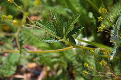 Potentilla pulcherrima