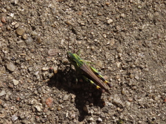 Chorthippus binotatus