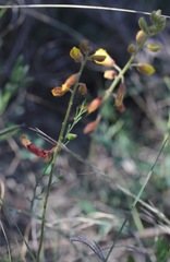 Hoffmannseggia oxycarpa