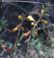 Hoffmannseggia oxycarpa