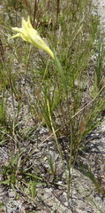 Gladiolus longicollis longicollis