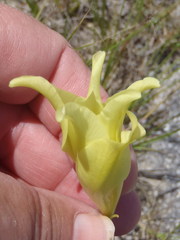 Gladiolus longicollis longicollis