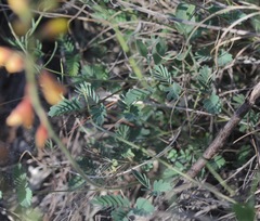 Hoffmannseggia oxycarpa