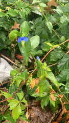 Commelina communis