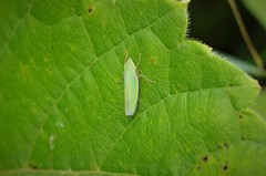 Draeculacephala antica