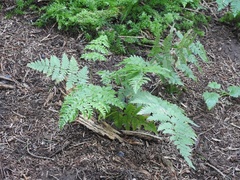 Histiopteris