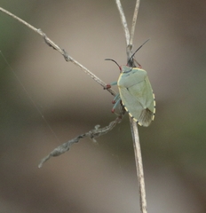 Chinavia erythrocnemis