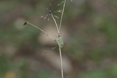 Chinavia erythrocnemis