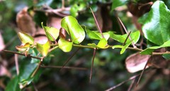 Dovyalis rhamnoides