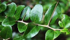 Dovyalis rhamnoides