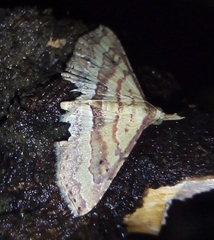 Mursa phtisialis