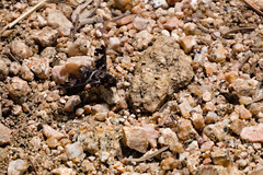 Exoprosopa caliptera