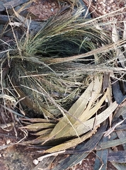 Ploceus cucullatus
