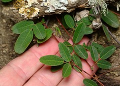 Lespedeza texana