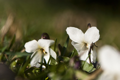 Viola alba alba