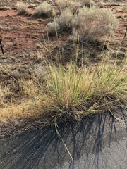 Sporobolus contractus