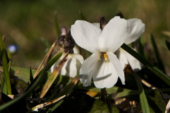 Viola alba alba