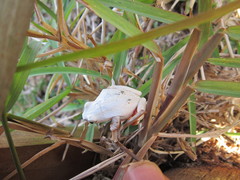 Hyperolius marmoratus taeniatus