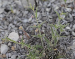 Boerhavia linearifolia