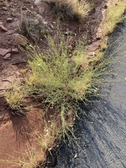Dalea candida oligophylla