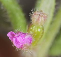 Boerhavia linearifolia