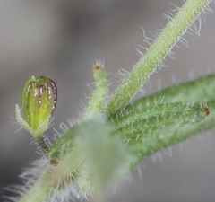 Boerhavia linearifolia