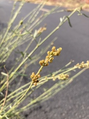 Dalea candida oligophylla