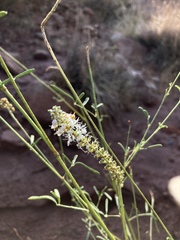 Dalea candida oligophylla