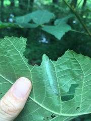 Pantographa limata