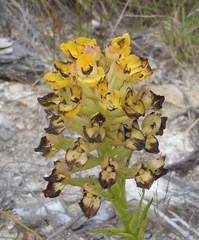 Ceratandra grandiflora