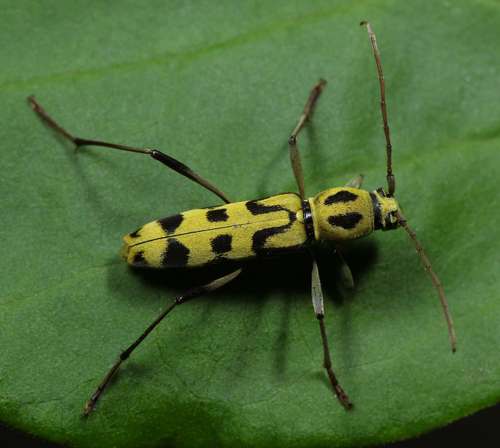 Rhaphuma anongi