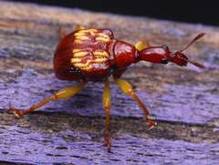 Hamiltonius notatus