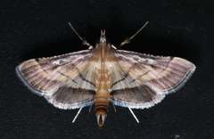 Marasmia