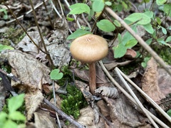 Laccaria nobilis
